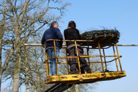 Nieuw ooievaarsnest geplaatst in Bakkeveen