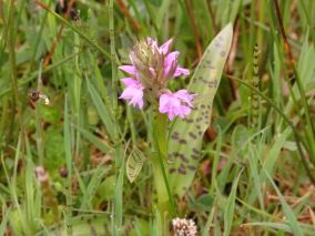 Tweede lente excursie, verslag