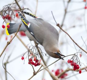 Gemeente past snoeibeleid aan op ons verzoek