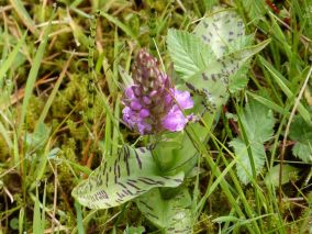 Sterzegge en orchideeën