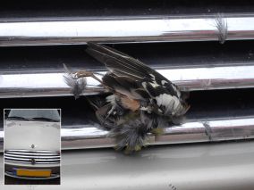 Vogeltje in de grill