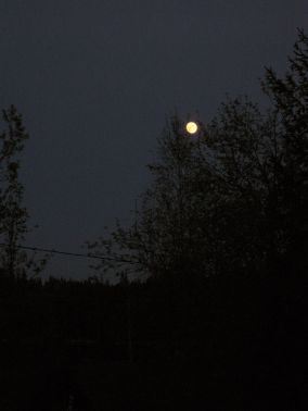 Nacht van de nacht; Natuerferiening Bakkefean doet ook mee!