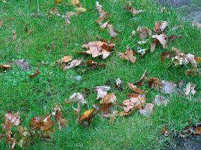 Vallend blad, een plaag? nee, een zegen!