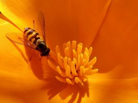 Een klein hoekje insectengeluk