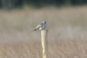 Natoer Nijs september en oktober 2025