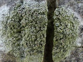 Natoer Nijs november en december 2025