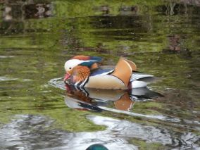 Natoer Nijs januari en februari 2026