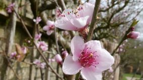 Verslag Ledenvergadering 18 maart 2025